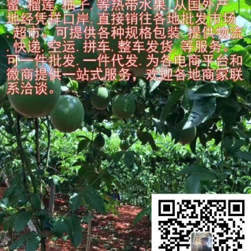 越南青柚大量到货公司直销
