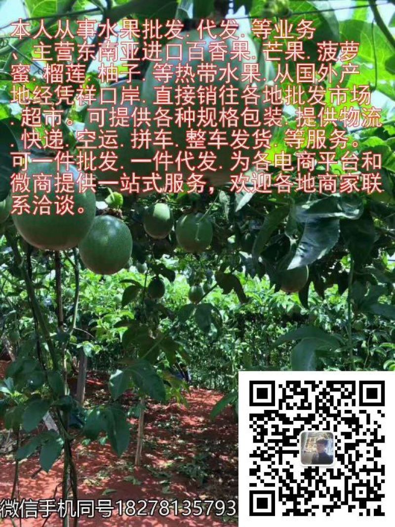 越南青柚大量到货公司直销