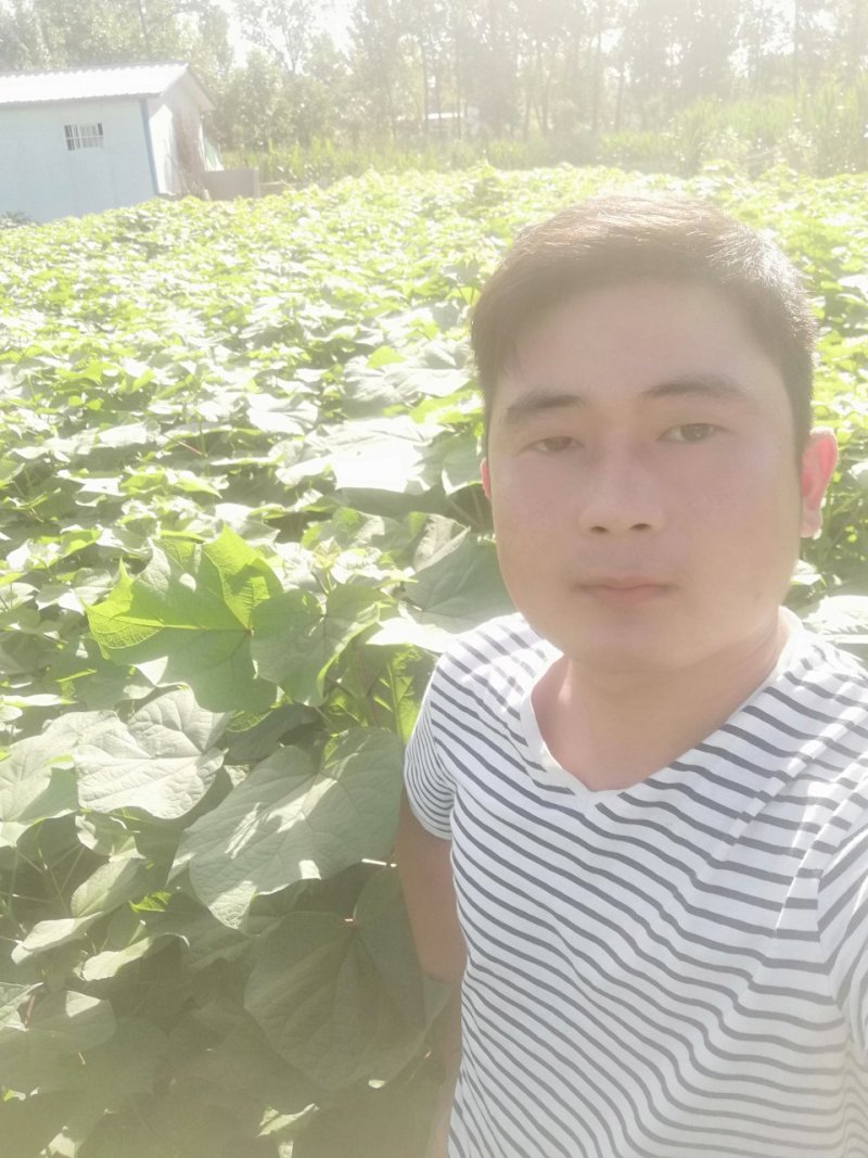 楸树
