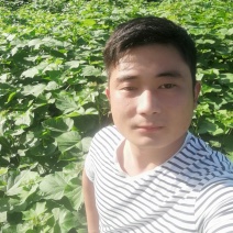 楸树