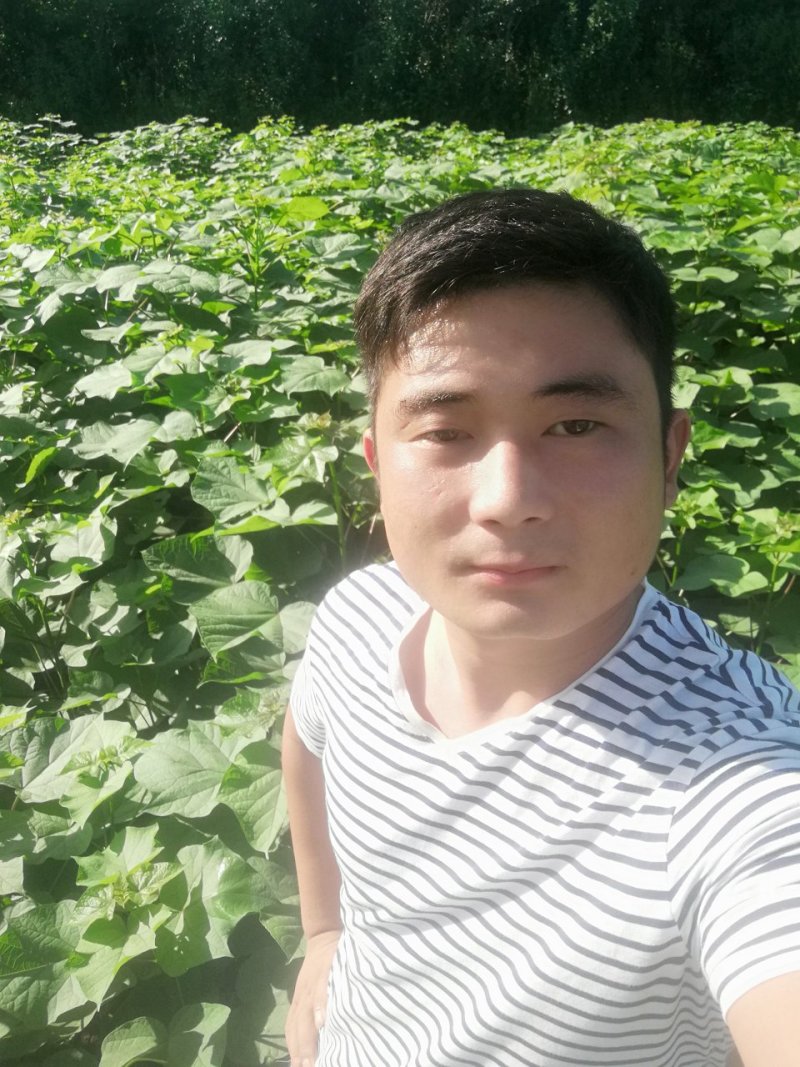 楸树