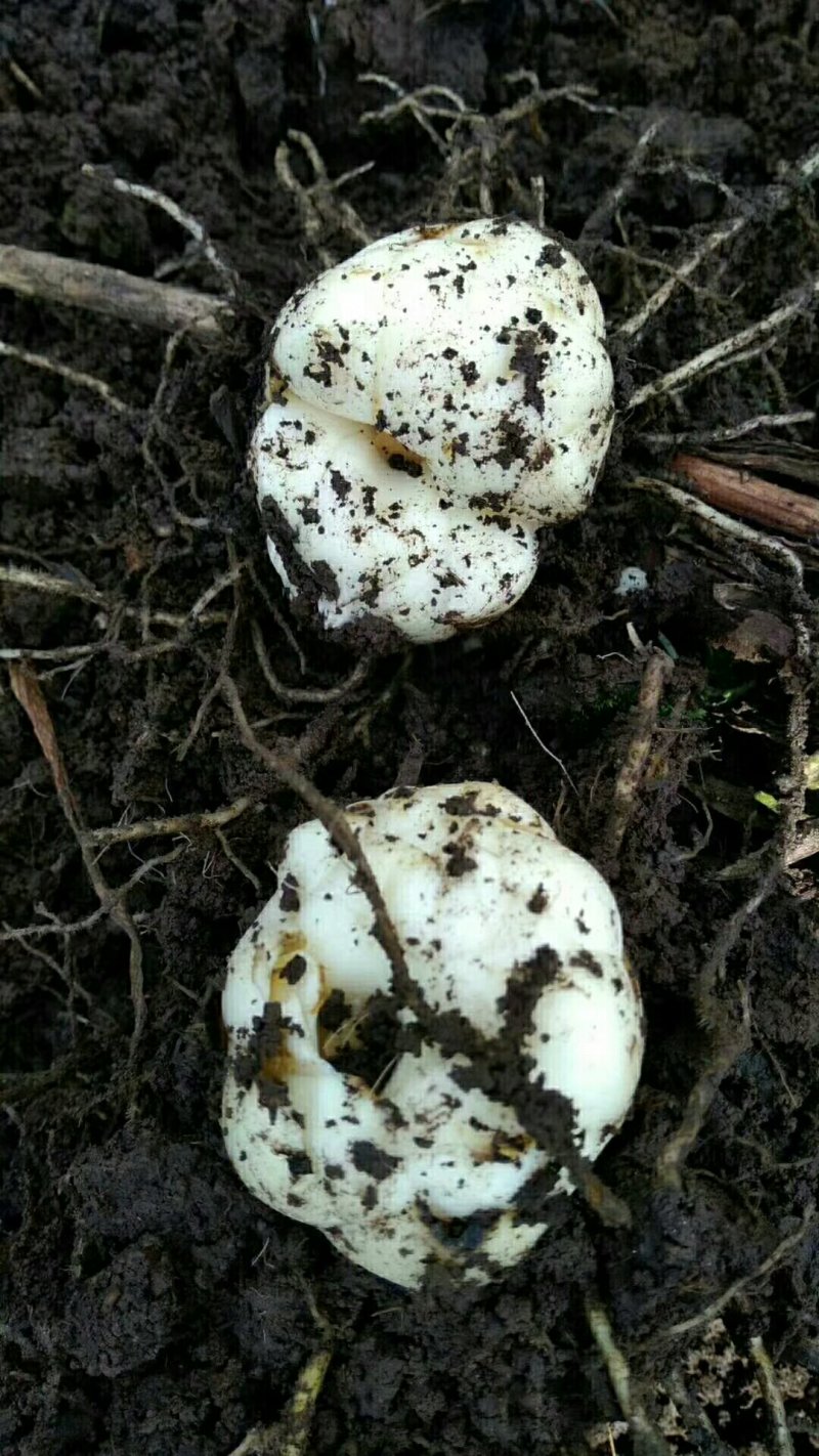 百合种球小号