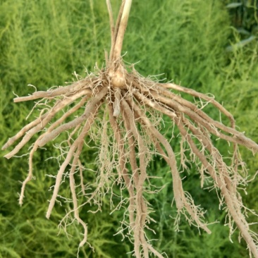 芦笋苗一次性种植可采十年以上易管理