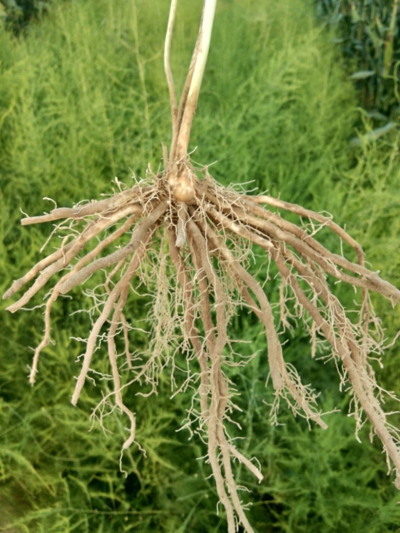 芦笋苗一次性种植可采十年以上易管理