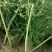 芦笋苗一次性种植可采十年以上易管理