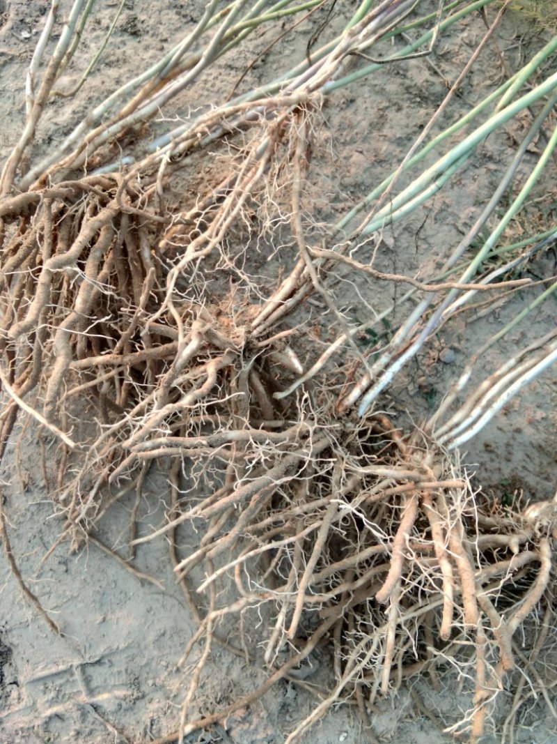 芦笋苗一次性种植可采十年以上易管理