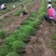 芦笋苗一次性种植可采十年以上易管理