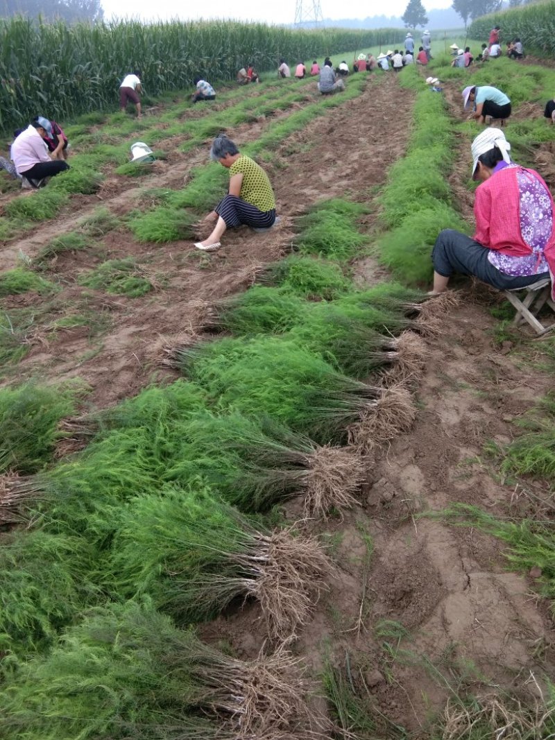 芦笋苗一次性种植可采十年以上易管理
