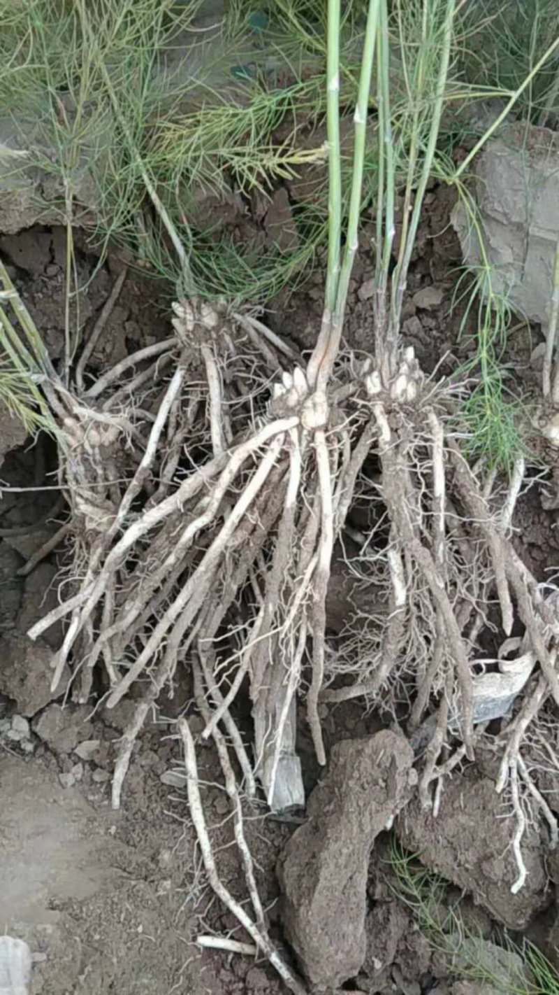 芦笋苗一次性种植可采十年以上易管理