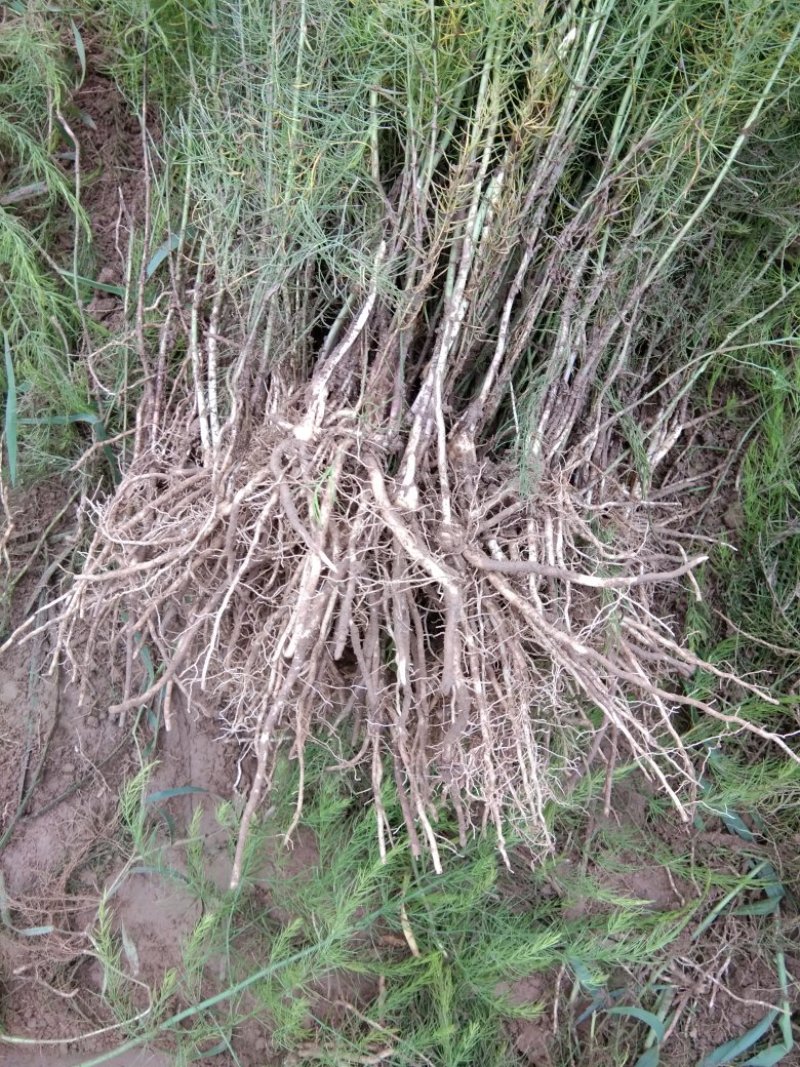 芦笋苗一次性种植可采十年以上易管理