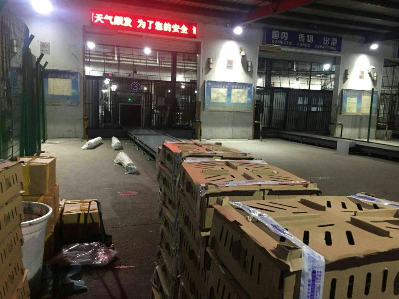【优质商家】红玉鸡苗抗病力强，好饲养，全国各地发货，就近