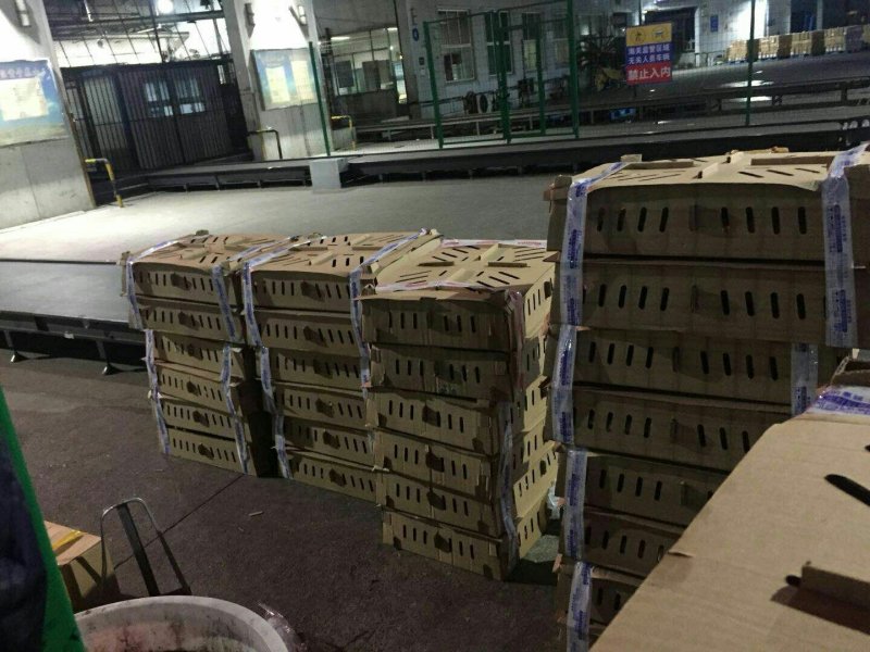 【优质商家】红玉鸡苗抗病力强，好饲养，全国各地发货，就近