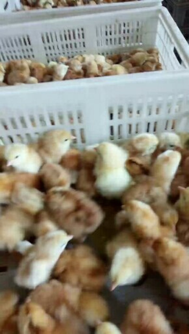 【优质商家】红玉鸡苗抗病力强，好饲养，全国各地发货，就近
