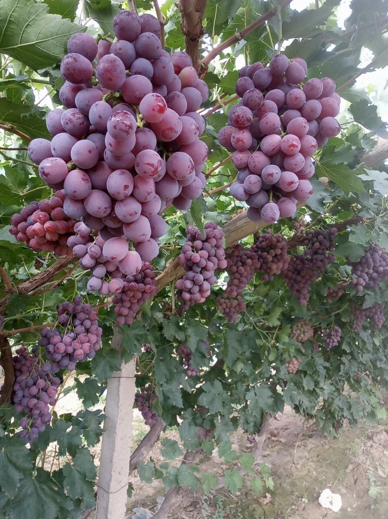 万亩红提基地