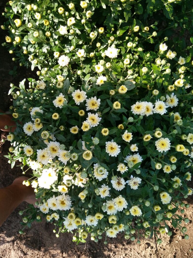 菊花