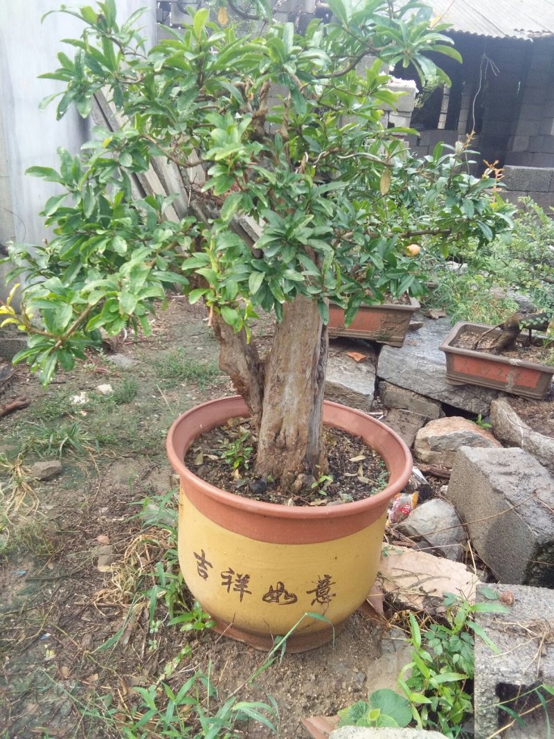 石榴盆景