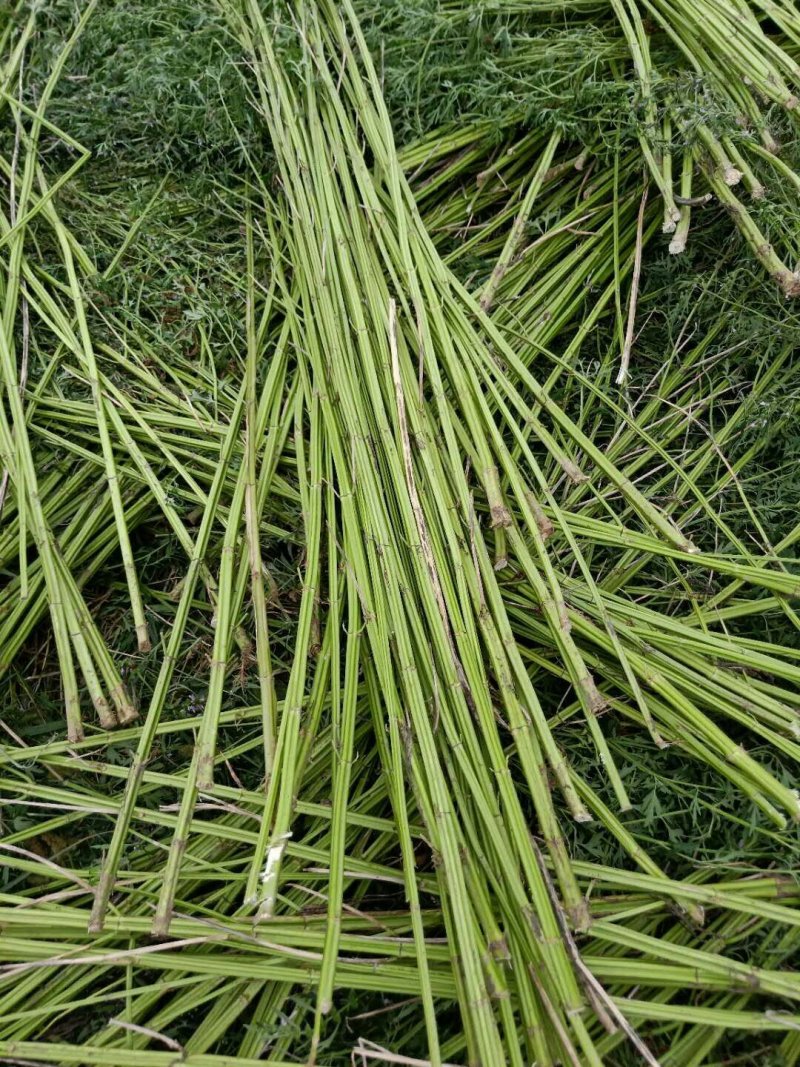 益母草