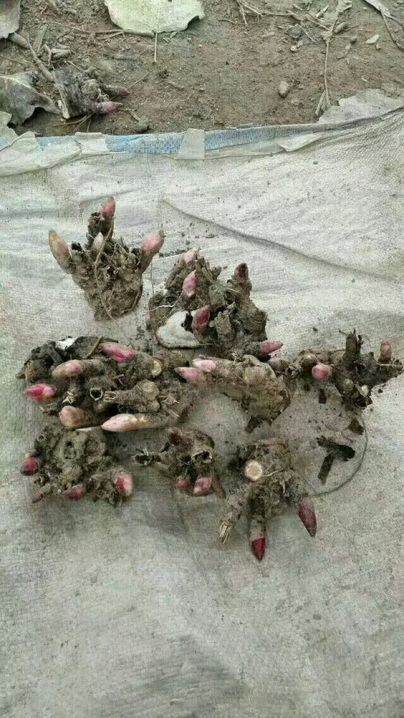 白芍种苗，优质蒲棒白芍白芍芽高产
