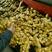 大黄姜批发产地一手货源价格便宜货源充足全国发货