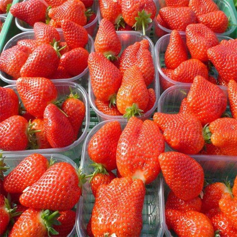 草莓苗，四季草莓苗，红颜草莓苗，奶油草莓苗
