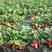 草莓苗，四季草莓苗，红颜草莓苗，奶油草莓苗