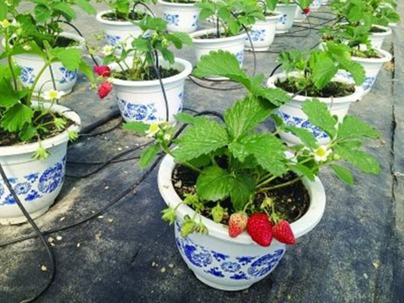 草莓苗，四季草莓苗，红颜草莓苗，奶油草莓苗
