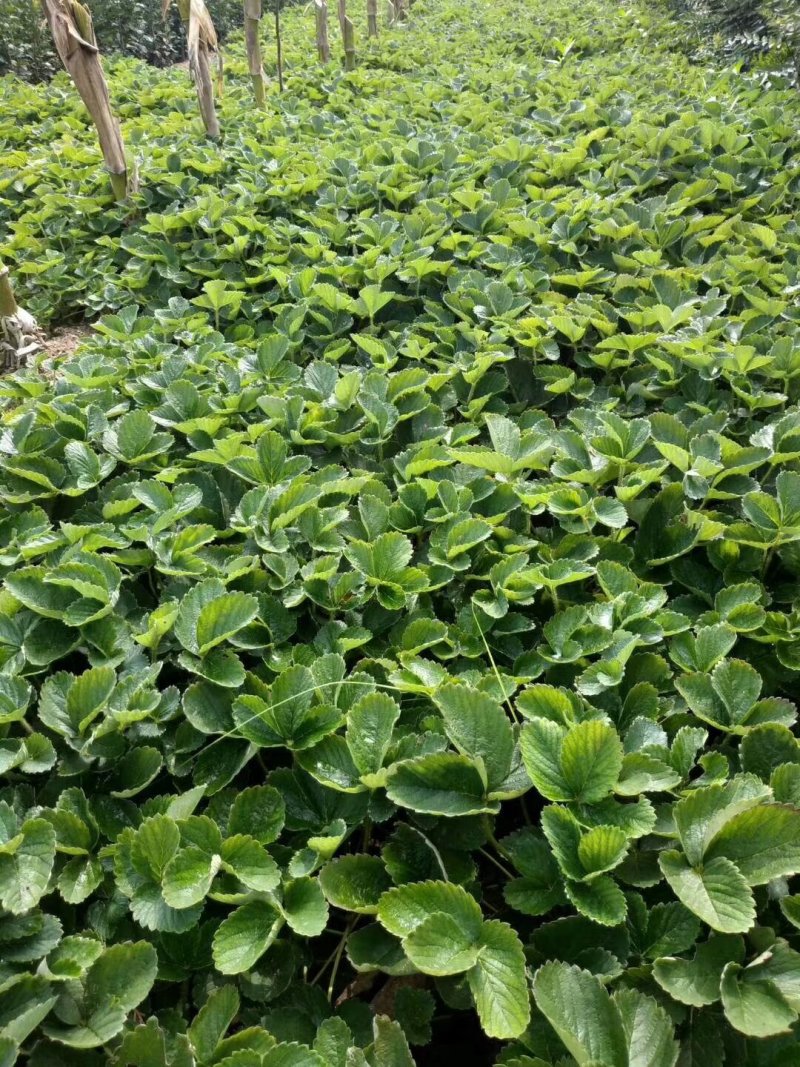 草莓苗，四季草莓苗，红颜草莓苗，奶油草莓苗
