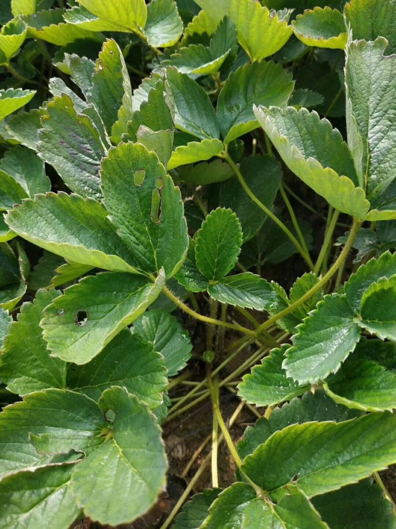 草莓苗，四季草莓苗，红颜草莓苗，奶油草莓苗