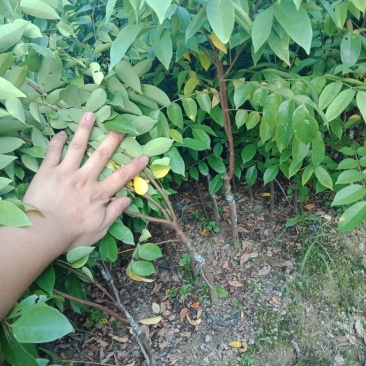 各种不同的规格营养杯苗，杨桃苗。