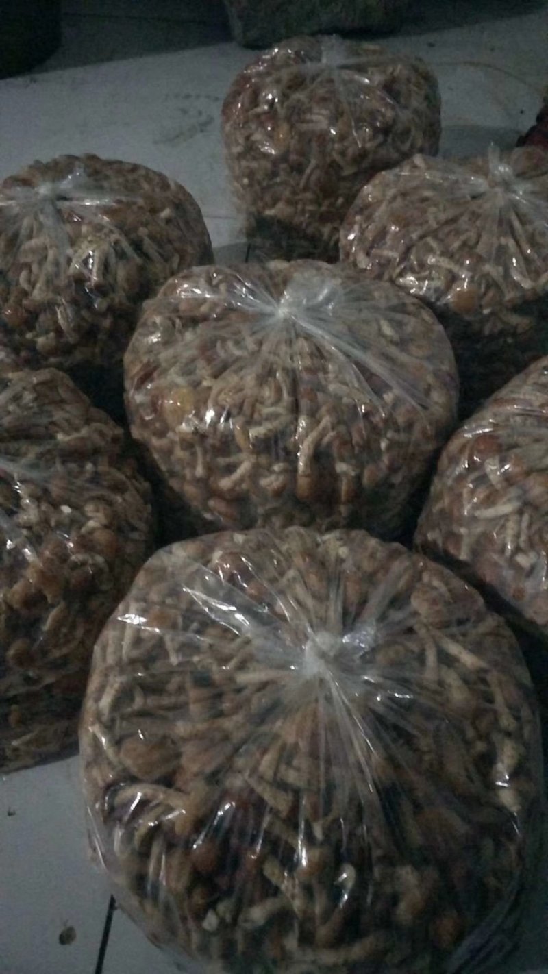 滑子菇