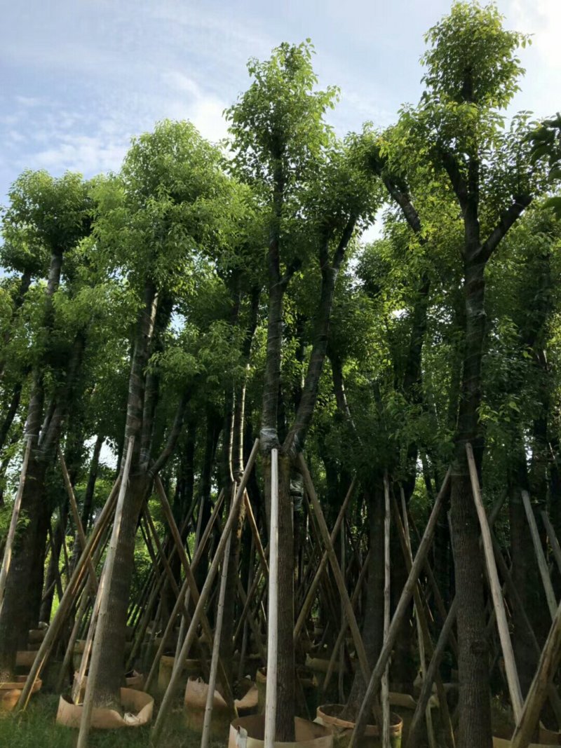 香樟