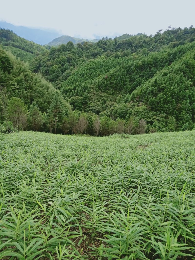 我有大量，大肉黄姜批发出售，有意合作请以我联系