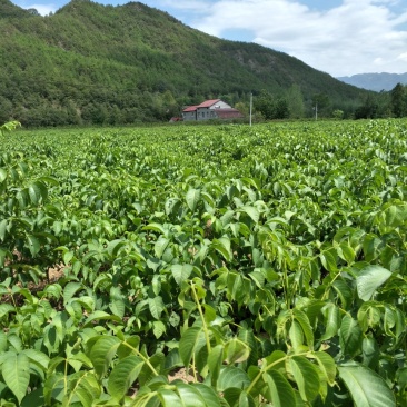 清香核桃苗