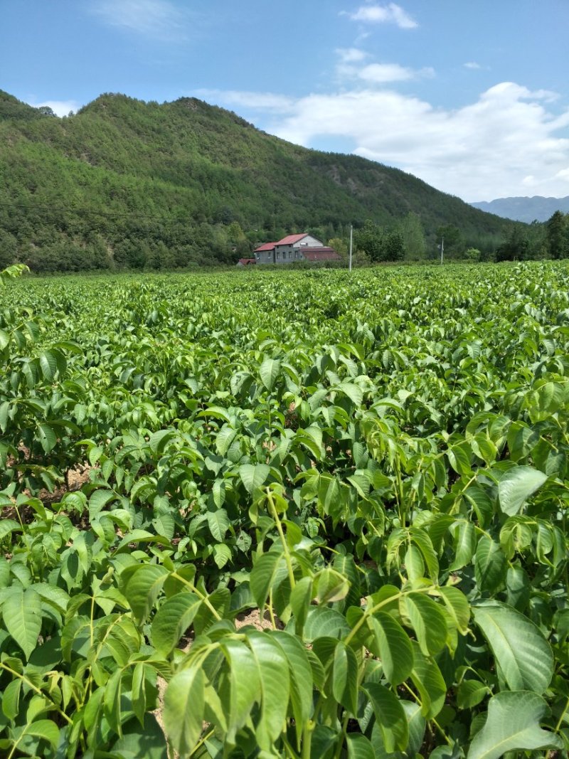 清香核桃苗