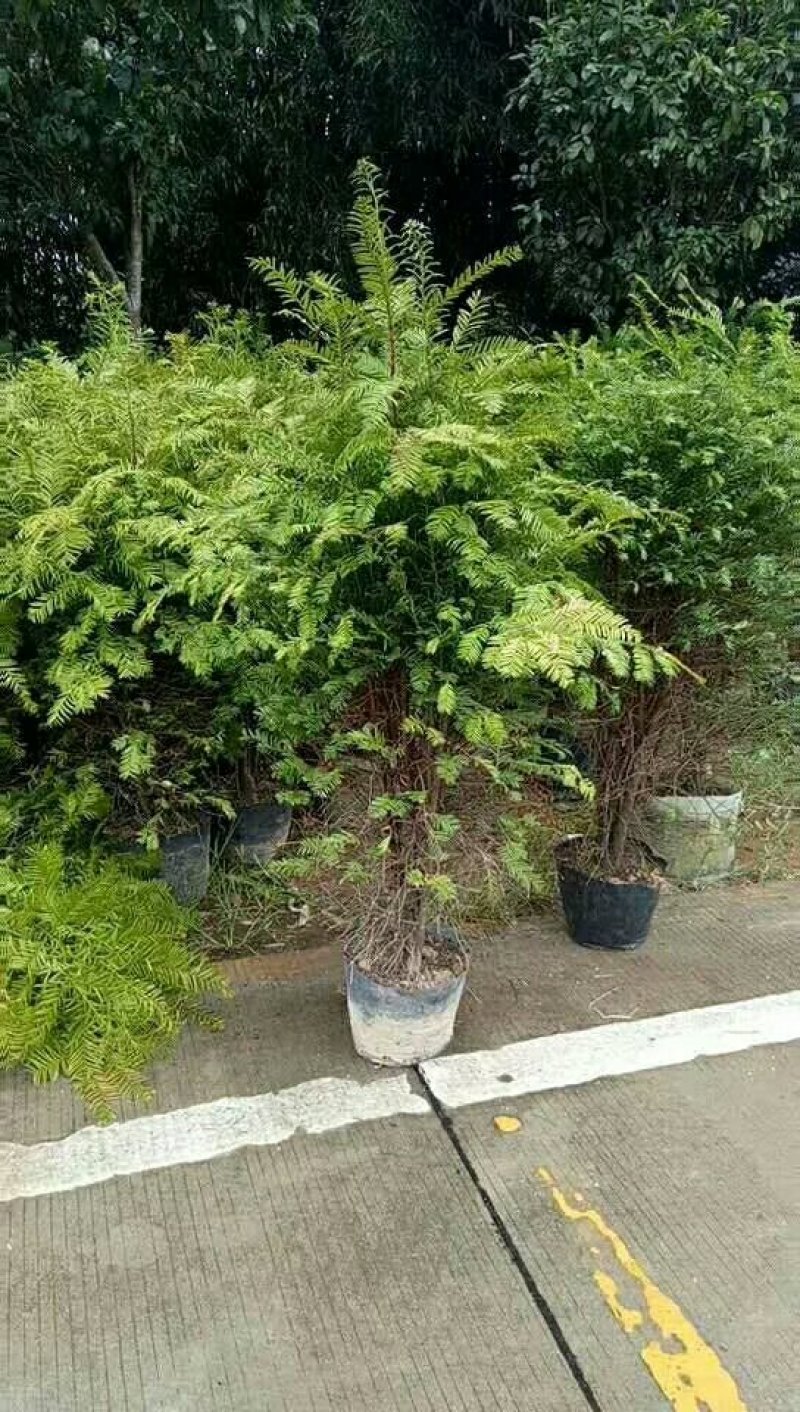 红豆杉