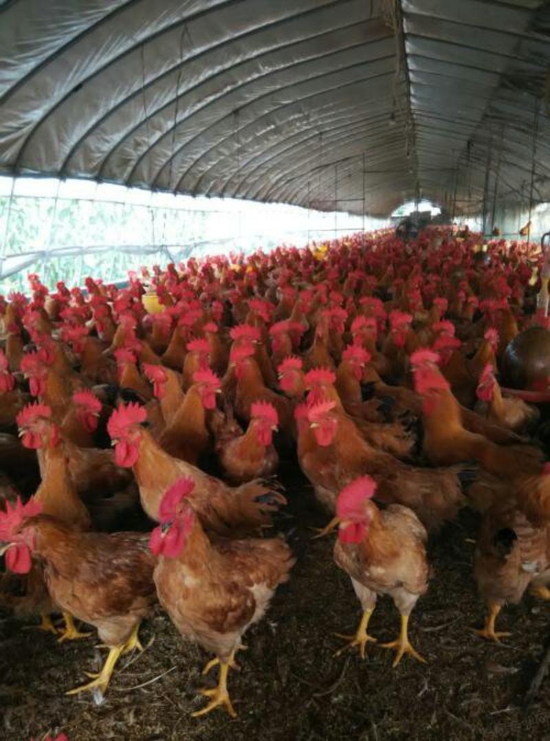 鸡饲料，长肉快，骨架大降低料肉鸡关红大，提高饲料转化率