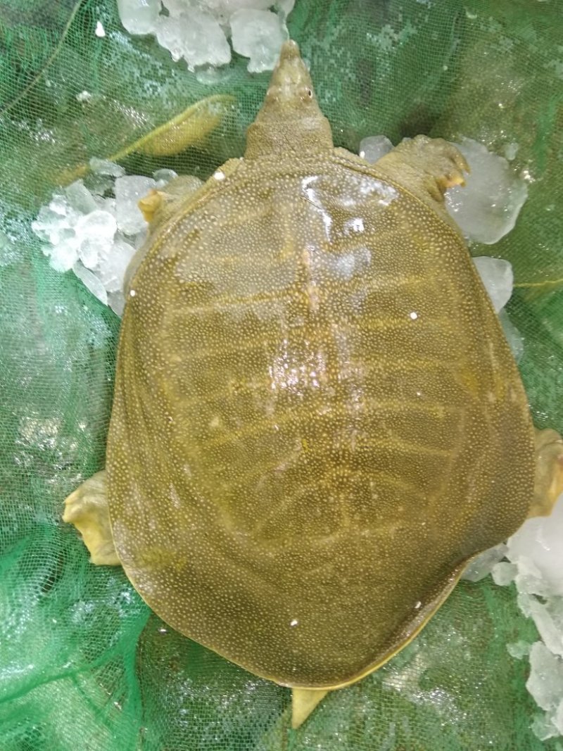 黄沙鳖