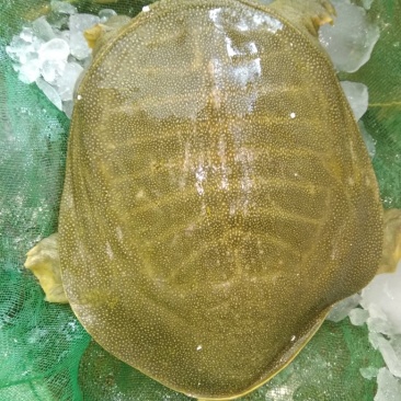 黄沙鳖