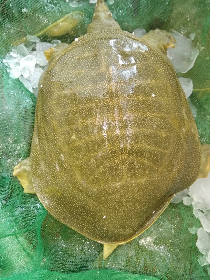 黄沙鳖