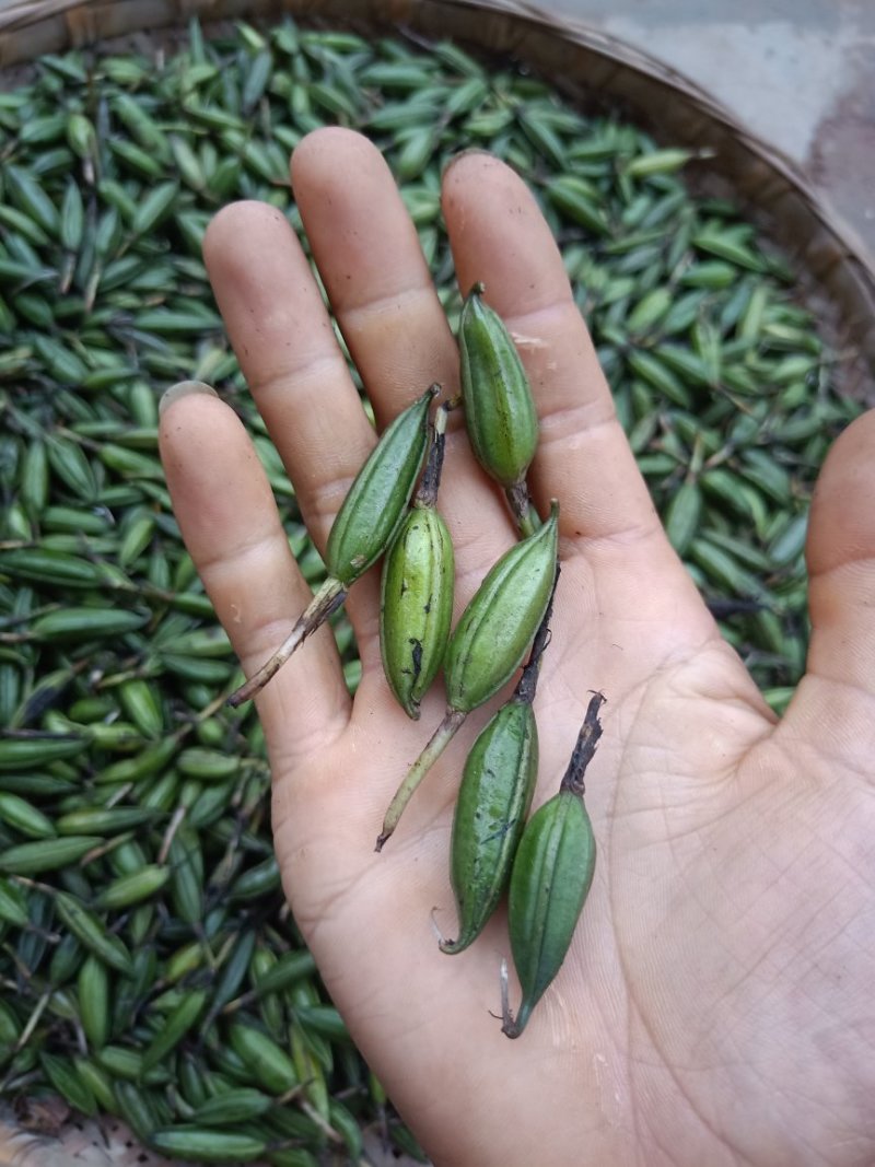 毛慈菇，毛茨菇种籽，种苗，通过一亩田线上交易有保障