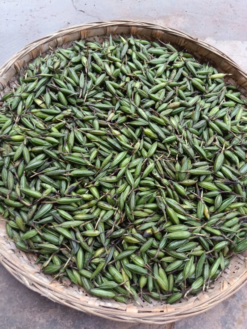 毛慈菇，毛茨菇种籽，种苗，通过一亩田线上交易有保障