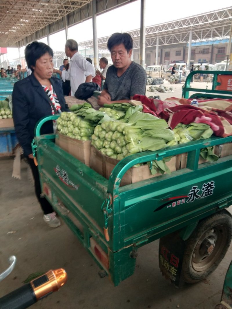 上海青产地直供