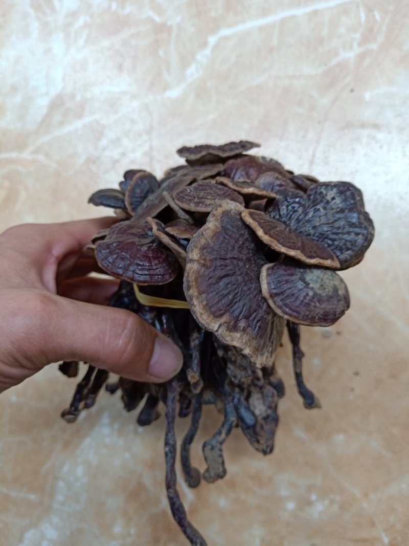 海南野生竹灵芝批发150一斤10起走