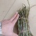 海南野生竹灵芝批发150一斤10起走