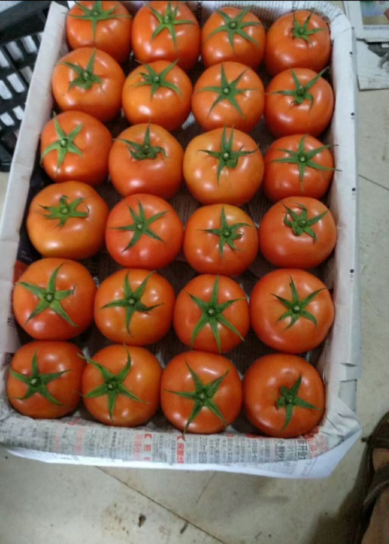 元谋无公害大红硬果！
