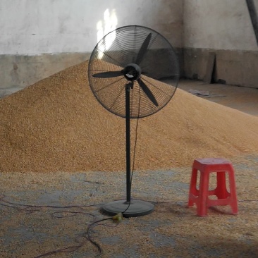 黄黄豆