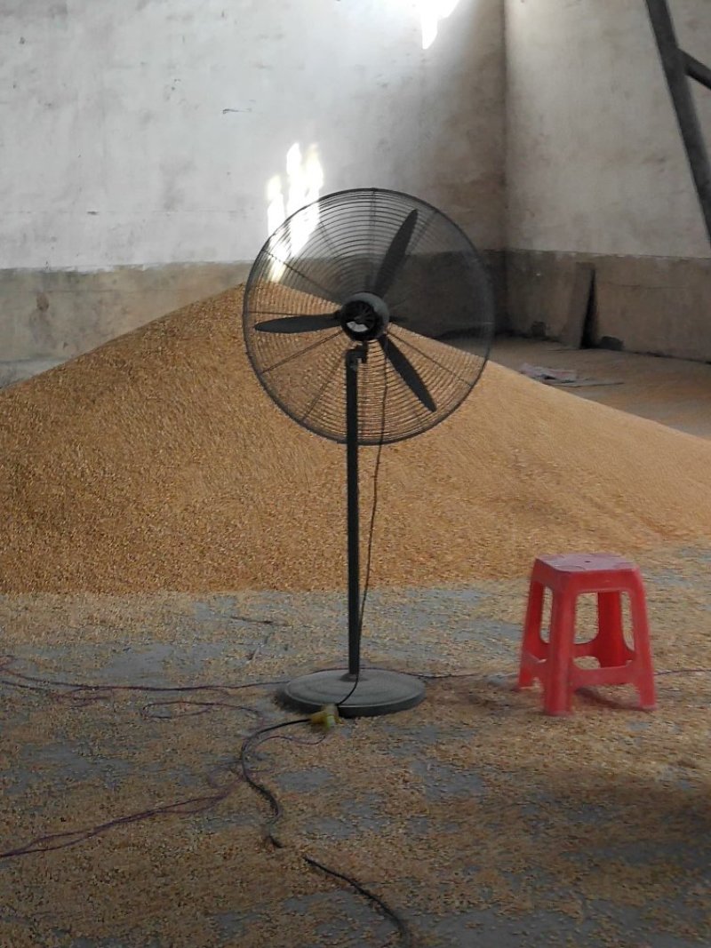 黄黄豆