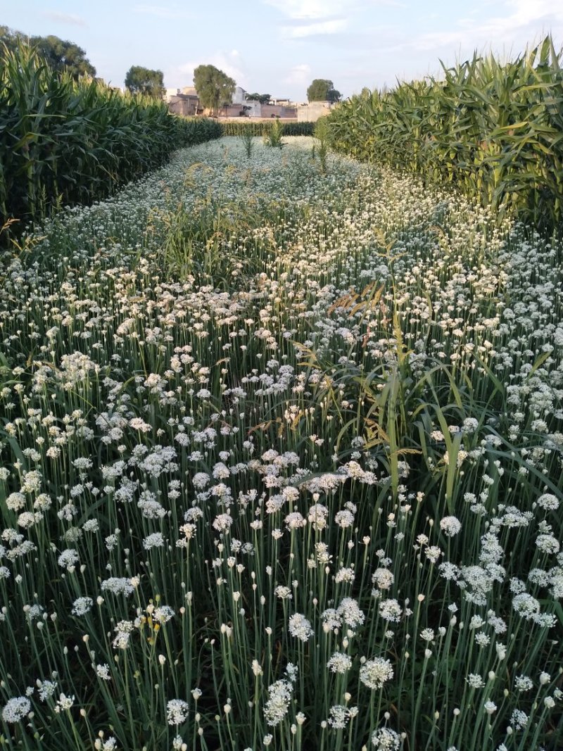 甘肃省天水市种植专业合作社雪韭王韭菜种子产地一手货源