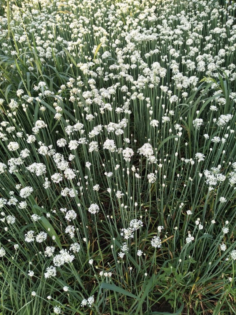 甘肃省天水市种植专业合作社雪韭王韭菜种子产地一手货源