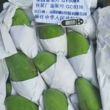 大青芒